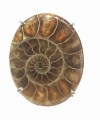 vid26r ammonite 102 sz 7